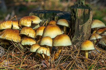 Mushrooms and pine needles in front of a stump in autumn