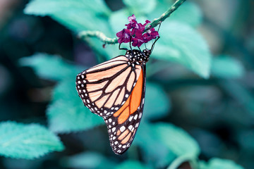 Naklejka na ściany i meble Monarch, Danaus plexippus is a milkweed butterfly (subfamily Danainae) in the family Nymphalidae