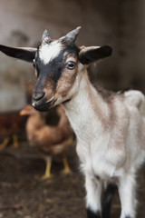 Little horned goat sitting on barn