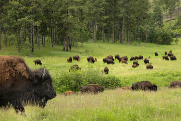 Bison in the Black Hills, South Dakota