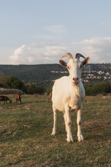 Horned goat standing on field