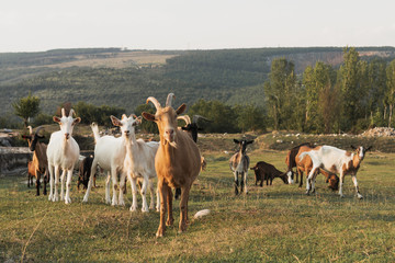 Obraz premium Goats standing on the meadow and looking at camera