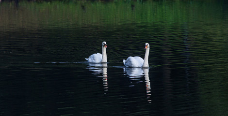 White Swan family is floating in the water against a dark background