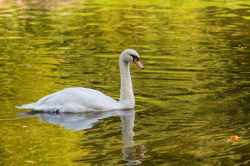 White Swan is floating in the water with golden reflections. Autumn yellow foliage is reflected in the water