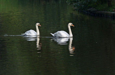 Naklejka na ściany i meble White Swan family is floating in the water against a dark background
