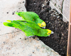 Cotorras comiendo tierra para purgarse