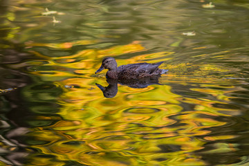Mallard Duck is floating in the water with golden reflections. Autumn yellow foliage is reflected in the water