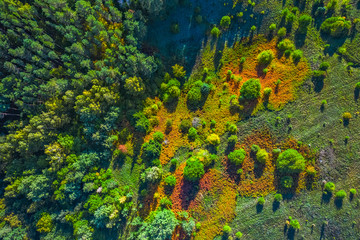 Fototapeta na wymiar Summer warm sun light forest aerial view with colorful field