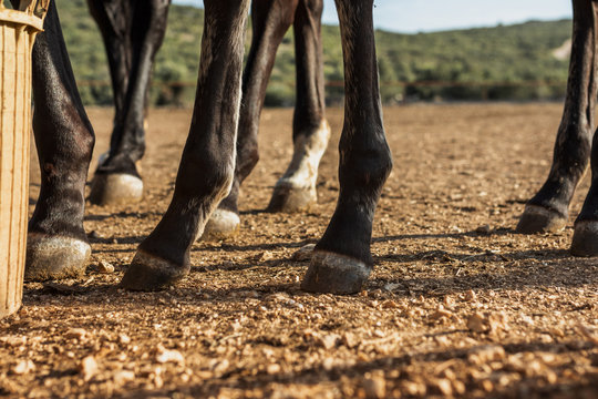 Close-up of legs of a stud of horses
