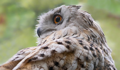 Naklejka premium Close-up view of a Siberian Eagle Owl (Bubo bubo sibiricus)