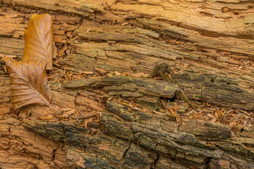 An old weathered tree trunk with autumnal leaves as a background - 296349687