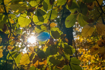 Looking through autumn-colored leaves to the sun with its sunbeams - 296349695