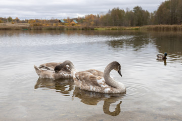 Swan and ducks on Gorodishchenskoe lake in Izborsk, Pskov region.