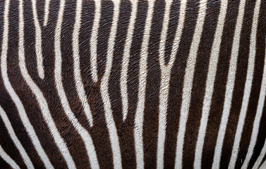 Fototapeta na wymiar Close up view of zebra skin (Grevy's zebra) as background