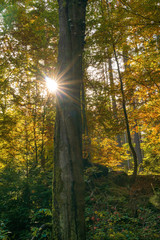 Looking through autumn-colored leaves to the sun with its sunbeams - 296349888