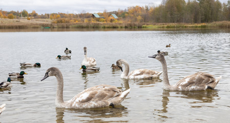 Swan and ducks on Gorodishchenskoe lake in Izborsk, Pskov region.