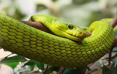 Close-up view of an Eastern Green Mamba (Dendroaspis angusticeps)