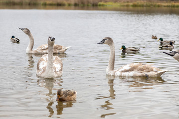 Swan and ducks on Gorodishchenskoe lake in Izborsk, Pskov region.