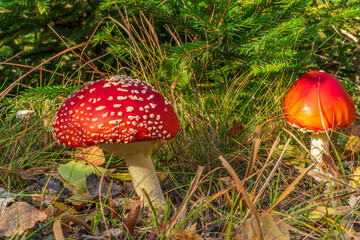 poisonous mushrooms in autumn with leaves and firs in the background - 296350201