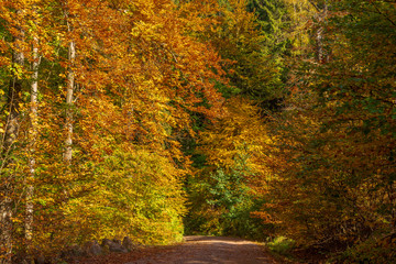 A forest path in autumn with colorful leaves and sunshine - 296350264