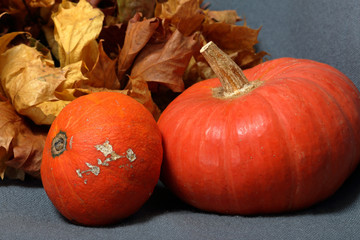 Two orange ripe pumpkins. Lie on a gray background. Nearby dried autumn leaves.