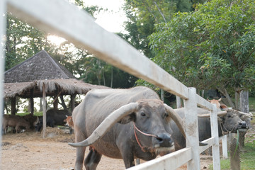 Fototapeta premium water buffalo standing in farm