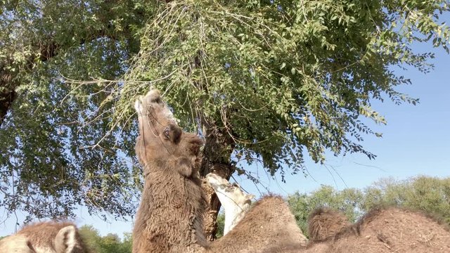 camels eating green tree branches with castle background