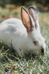 Fluffy white rabbit hiding in the grass