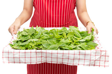 Woman holding tray with sweet basil leaf isolated in background.
