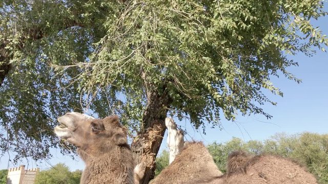 camels eating green tree branches with castle background