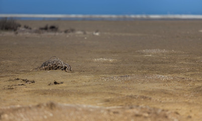 Seaside after low tide, lots of seaweeds and wastes