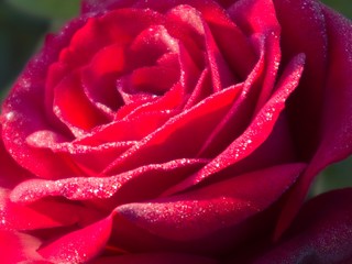 red rose	