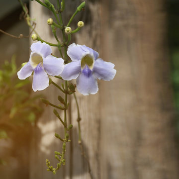 Beautiful Flowers of Thunbergia laurifolia, Blue Trumpet Vine or Laurel Clockvine
