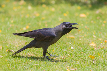 House Crow or Indian, Greynecked, Ceylon or Colombo Crow  (Corvus splendens) is on the green grass...