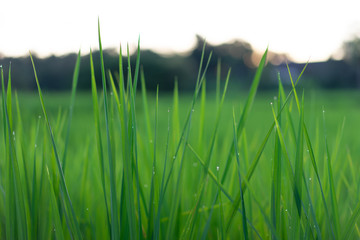 green grass on black background