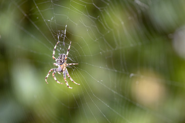 Araneus diadematus common garden spider in a web