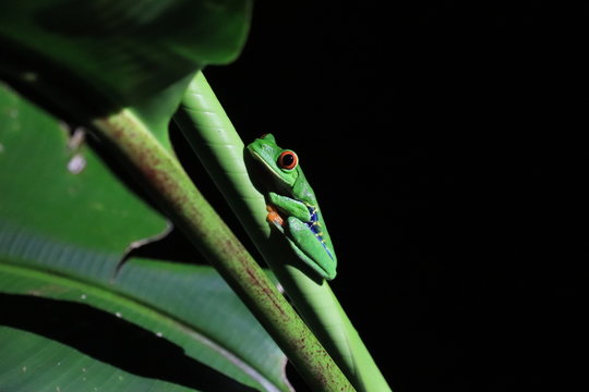 Green costa rican tree frog on leaf