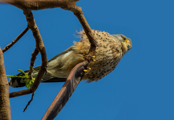 Bird Common Kestrel (Falco tinnunculus) sits on a branch against the blue sky