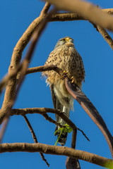 Bird Common Kestrel (Falco tinnunculus) sits on a branch against the blue sky
