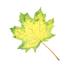 A green and yellow watercolor maple leaf, symbol of autumn, seasonal illustration