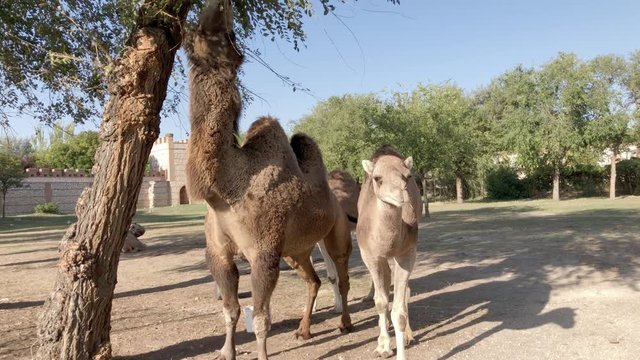 camels eating green tree branches with castle background