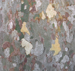 Camouflage pattern and layered structure of wood surface. Sycamore tree, platan, bark of tree close-up. Natural background. 