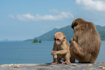 Baby monkey and mother monkey eating snacks, Island background