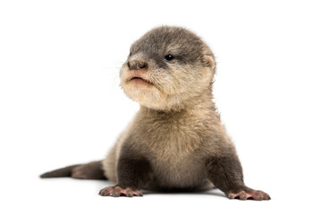 Baby Asian small-clawed otter, Amblonyx cinerea, also known as t