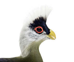 Close-up of a White-crested turaco, Tauraco leucolophus against