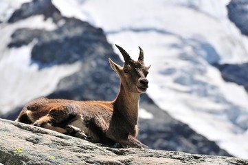 Jeune bouquetin, glacier du Mont Blanc en fond, Haute Savoie, France