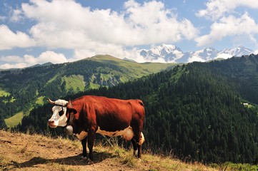Une vache devant le Mont Blanc, Les Saisies, Savoie, France