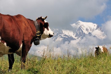 Een koe met uitzicht op de Mont Blanc, Les Saisies, Savoie, Frankrijk