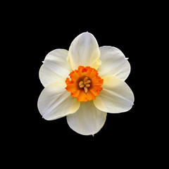 Isolated flower of orange/white narcissus