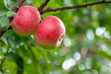 Red Ripe apples on a branch on a background of green foliage. Close-up on a sunny day